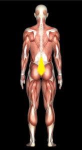 強要筋膜の位置を示した図
